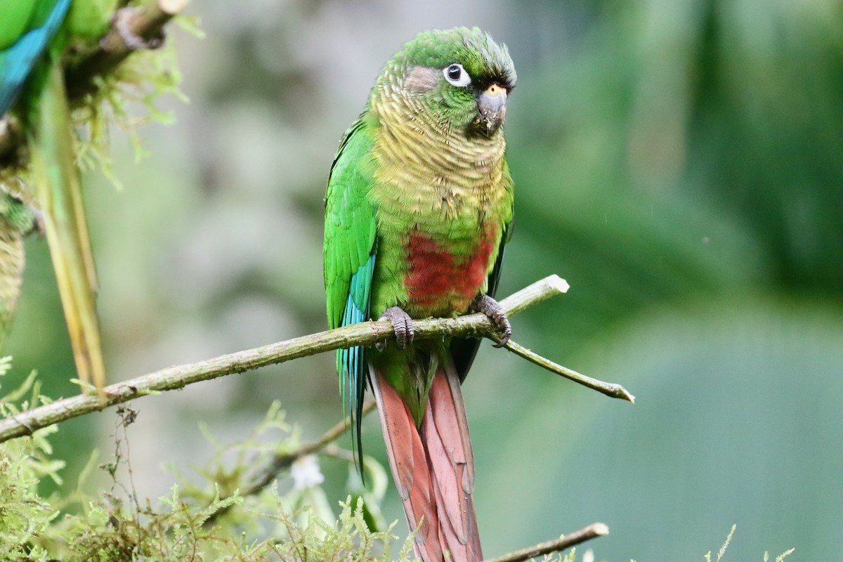 Maroon-bellied Parakeet - ML620182811