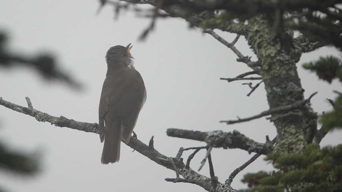 Bicknell's Thrush - ML620182813