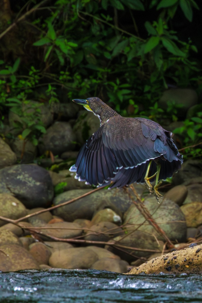 Fasciated Tiger-Heron - ML620182817