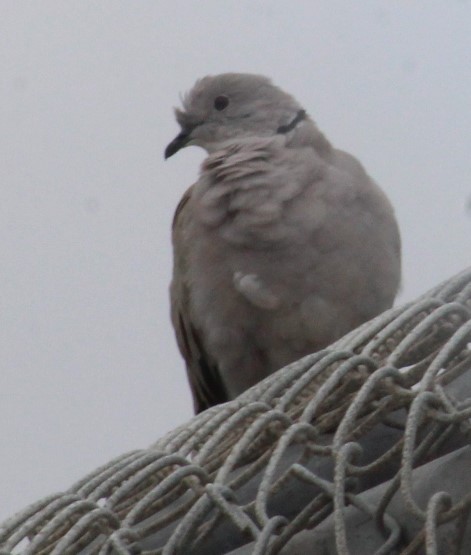 Eurasian Collared-Dove - Richard Breisch