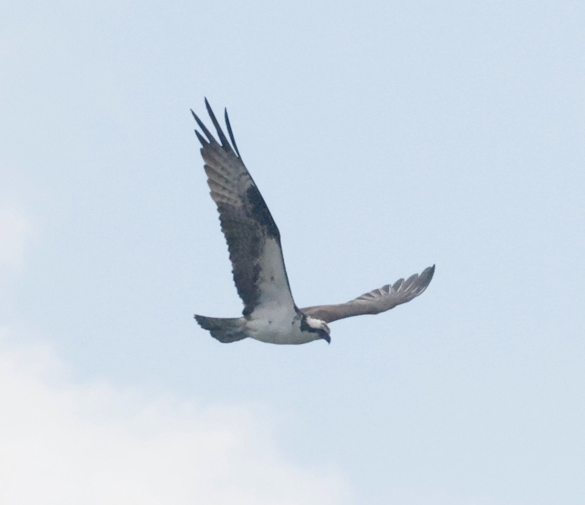 Osprey (carolinensis) - ML620182820