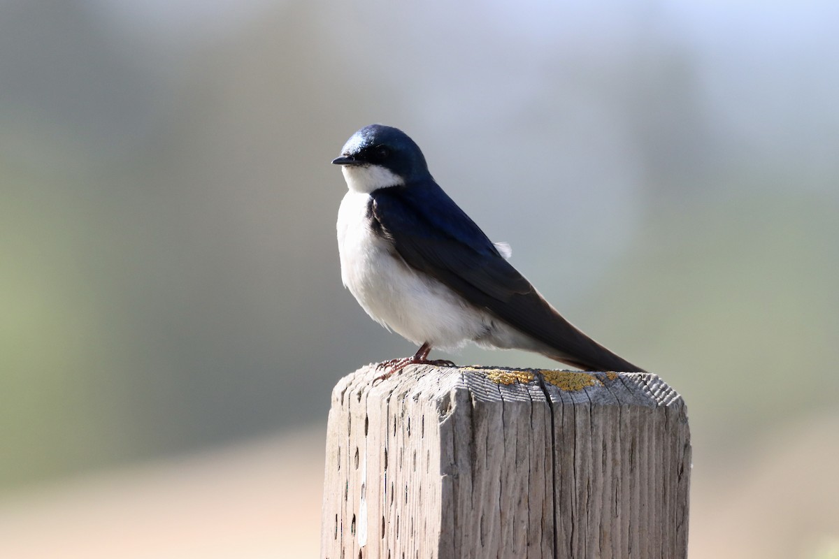 Tree Swallow - ML620182822