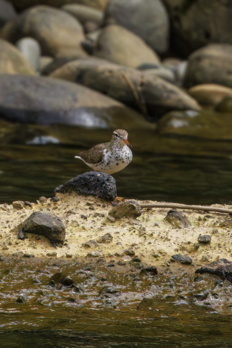 Spotted Sandpiper - Frank Dietze