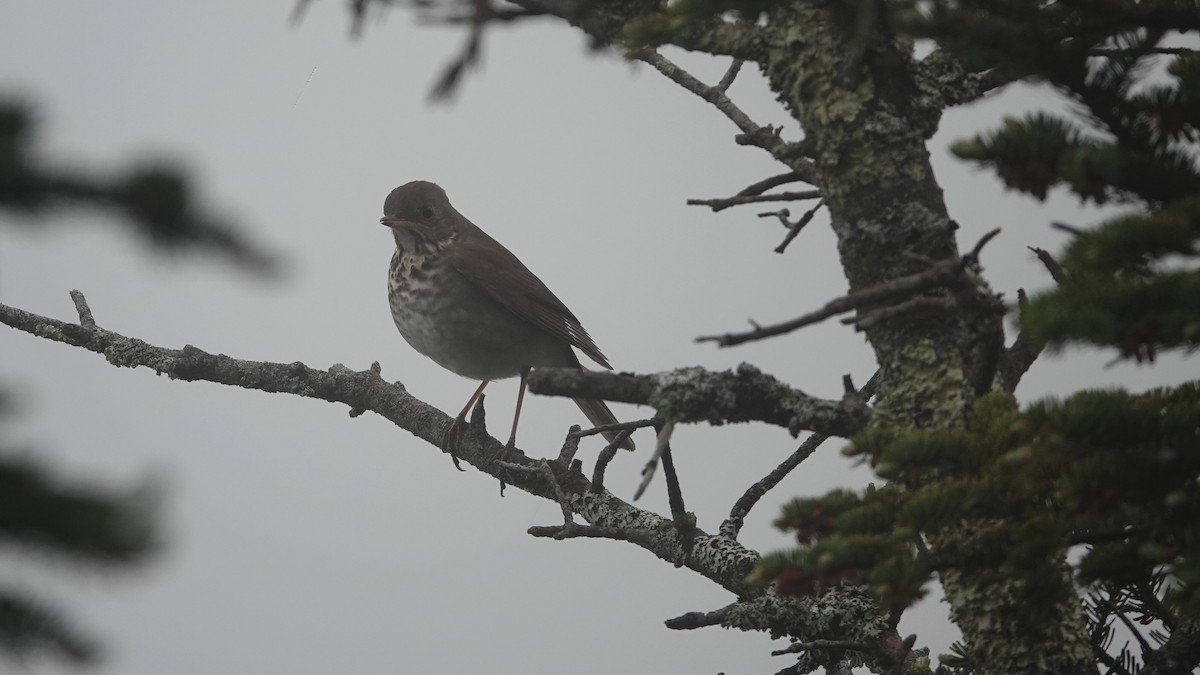 Bicknell's Thrush - ML620182826