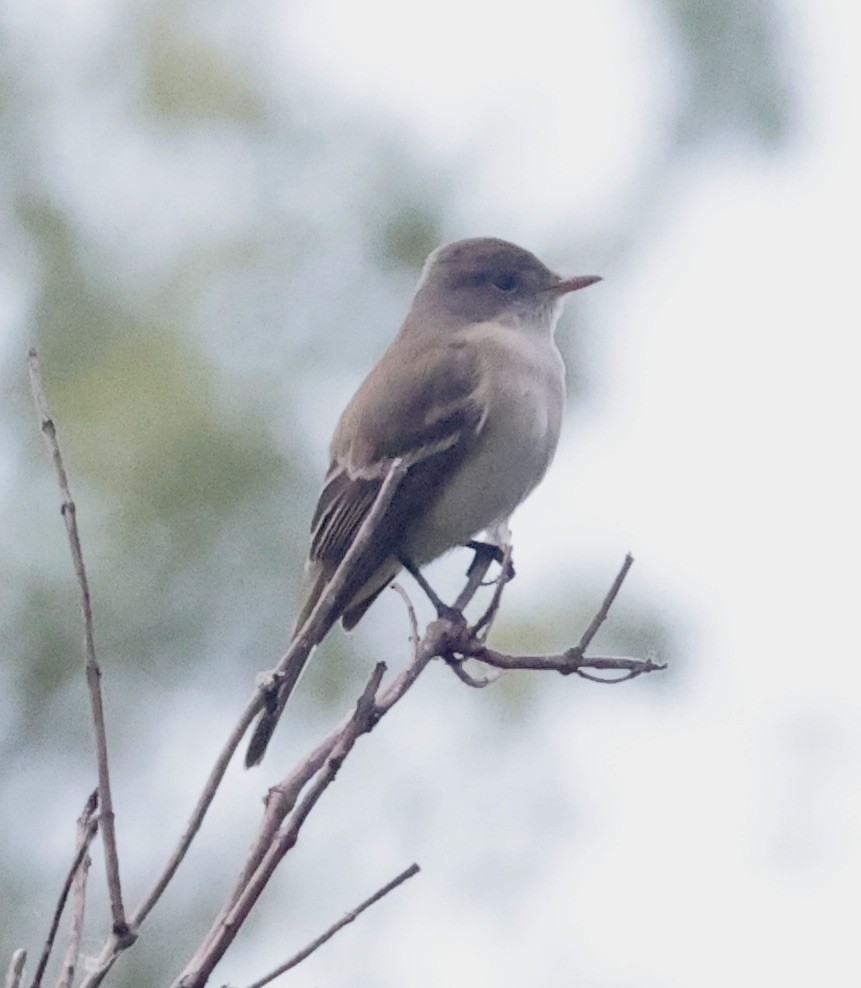 Willow Flycatcher - ML620182828