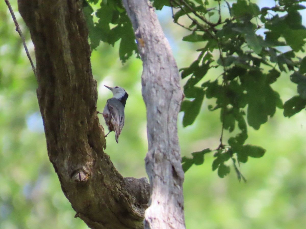 White-breasted Nuthatch - ML620182829