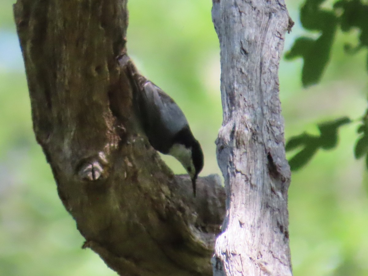 White-breasted Nuthatch - ML620182830