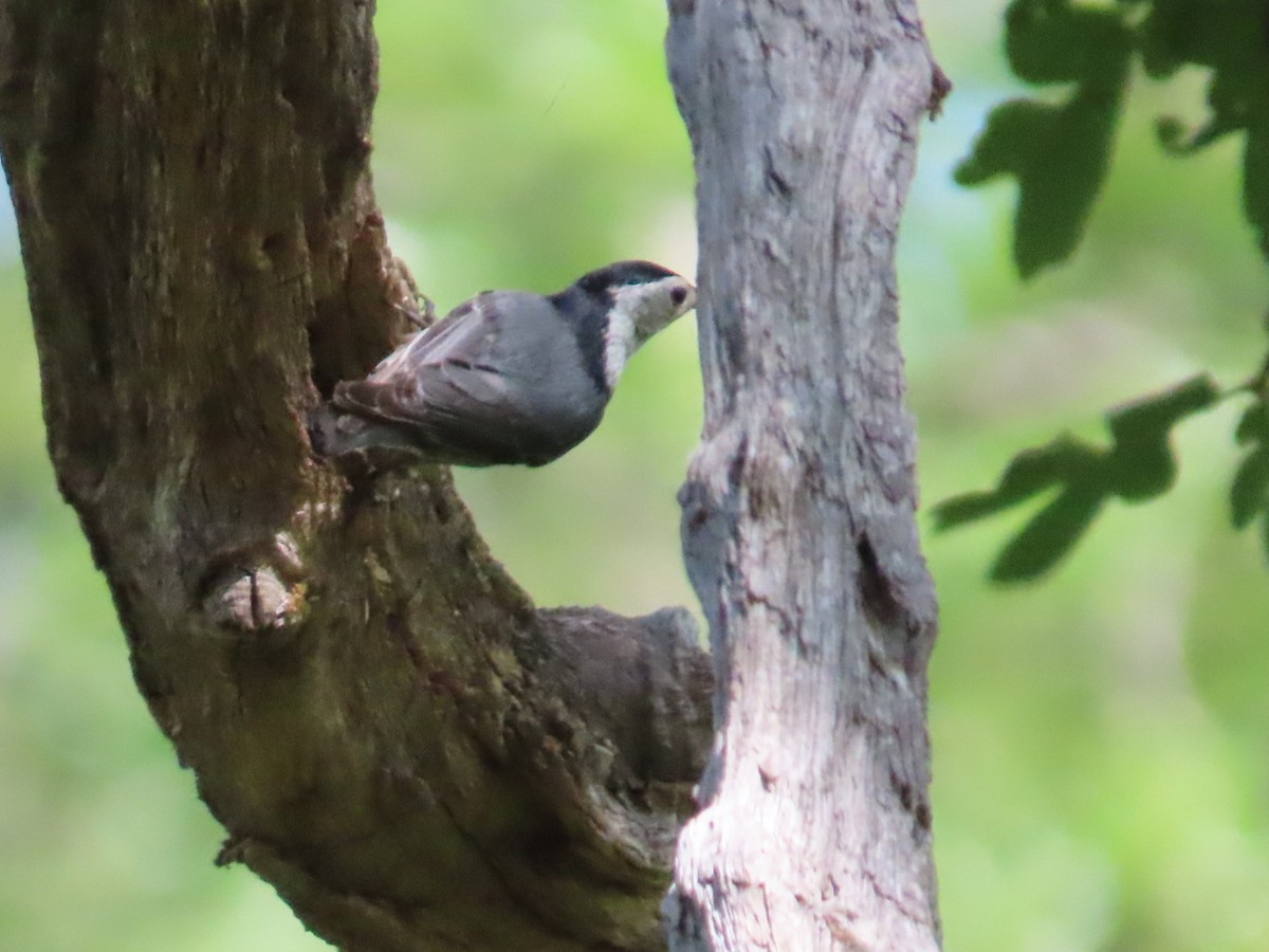 White-breasted Nuthatch - ML620182831