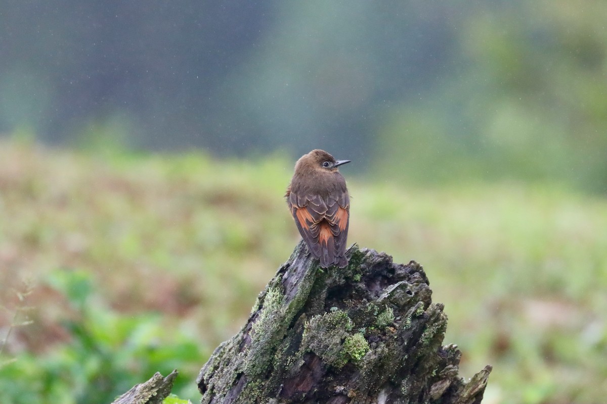 Cliff Flycatcher - ML620182832