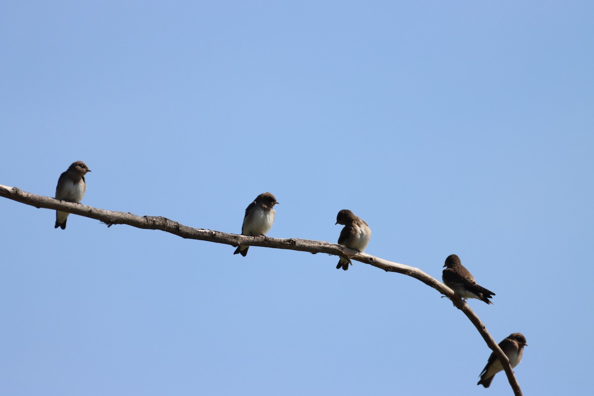 Northern Rough-winged Swallow - ML620182833