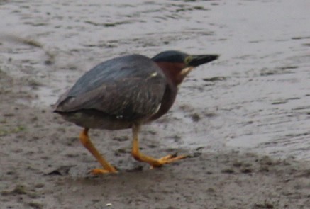 Green Heron - ML620182836