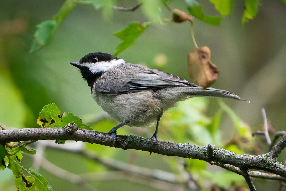 Carolina Chickadee - ML620182838