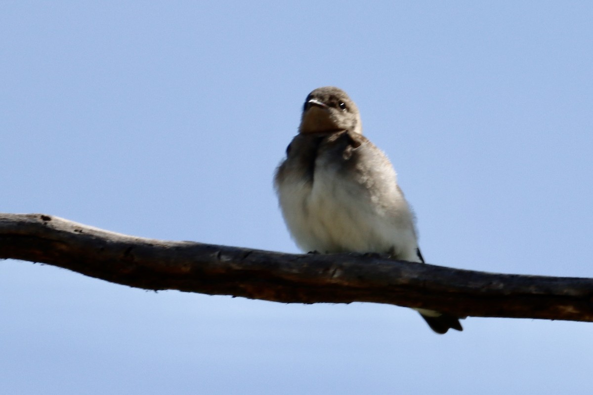 Northern Rough-winged Swallow - ML620182850