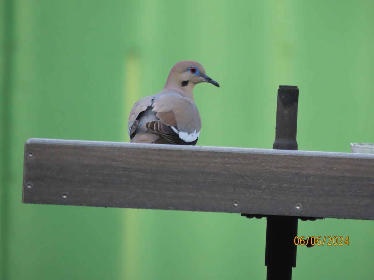 White-winged Dove - ML620182851