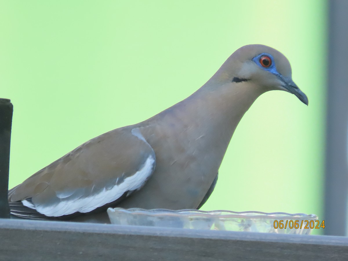 White-winged Dove - ML620182852