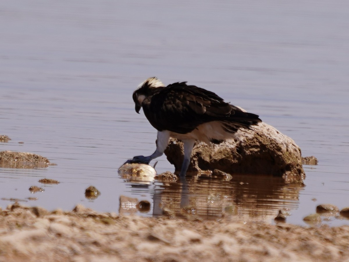 Osprey - ML620182853