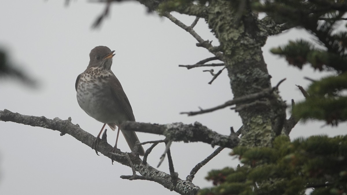 Bicknell's Thrush - ML620182860