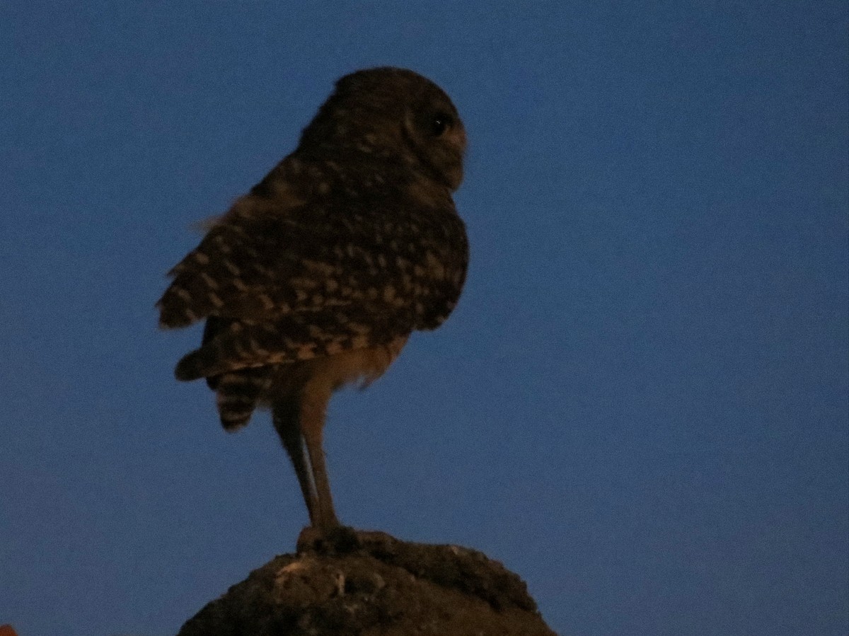 Burrowing Owl - ML620182861