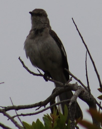 Northern Mockingbird - ML620182871