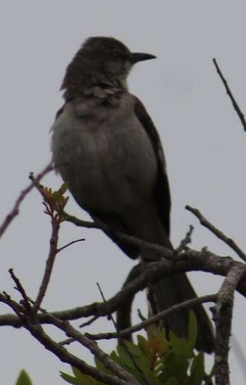 Northern Mockingbird - ML620182872