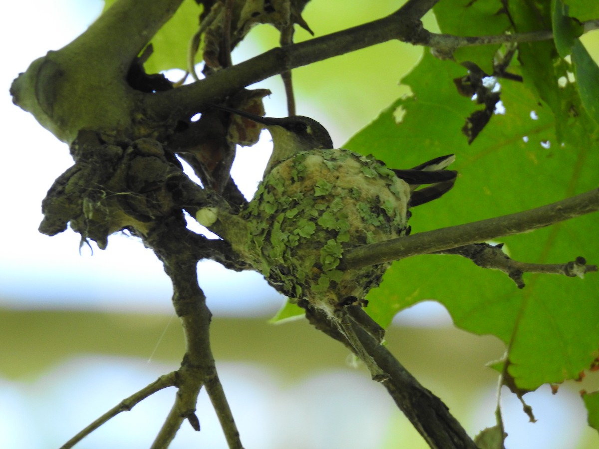 Ruby-throated Hummingbird - ML620182875