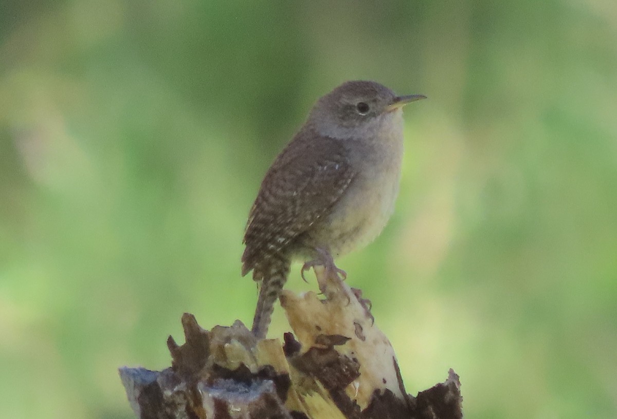 House Wren - ML620182879