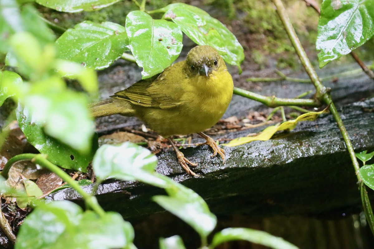 Olive-green Tanager - ML620182883