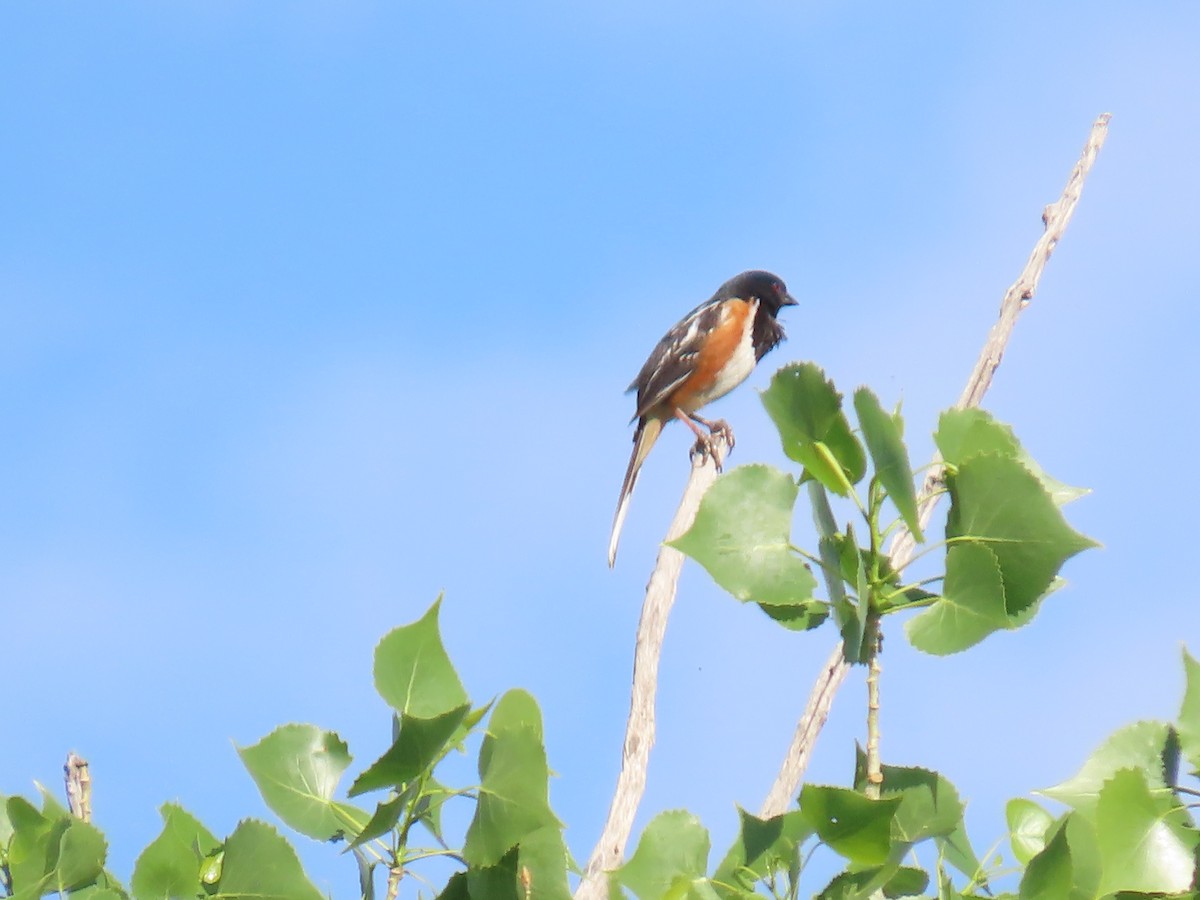 Spotted Towhee - ML620182886