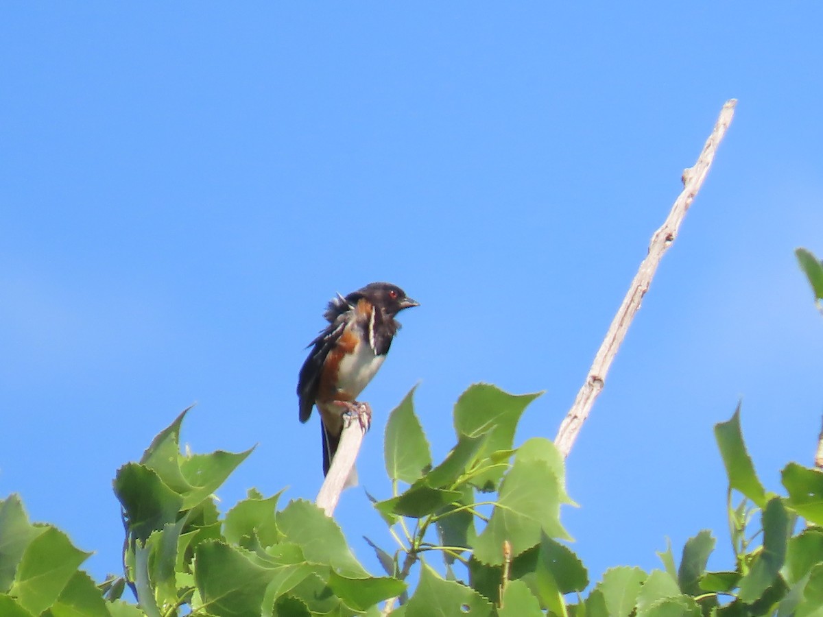 Spotted Towhee - ML620182890