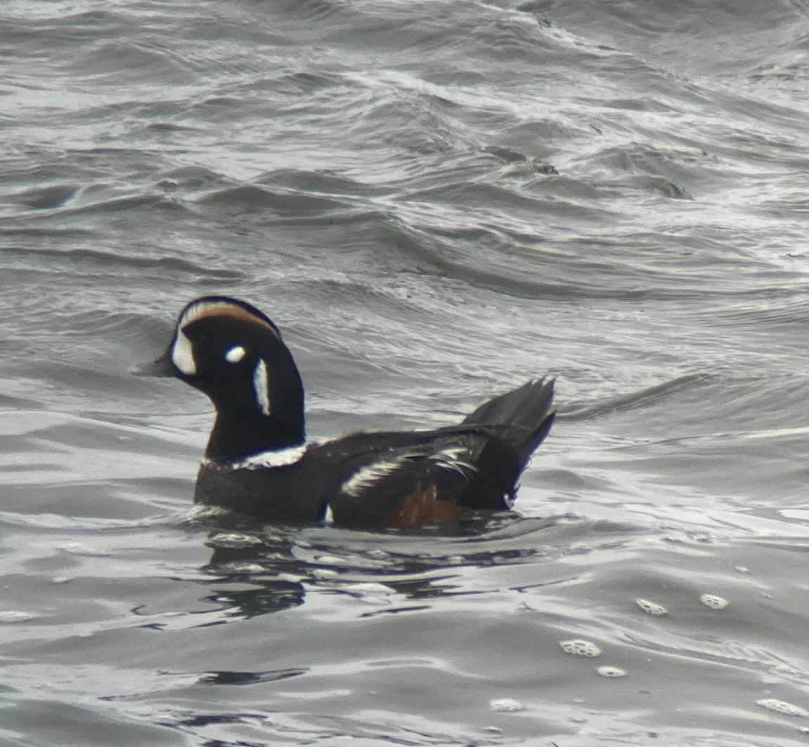 Harlequin Duck - ML620182891