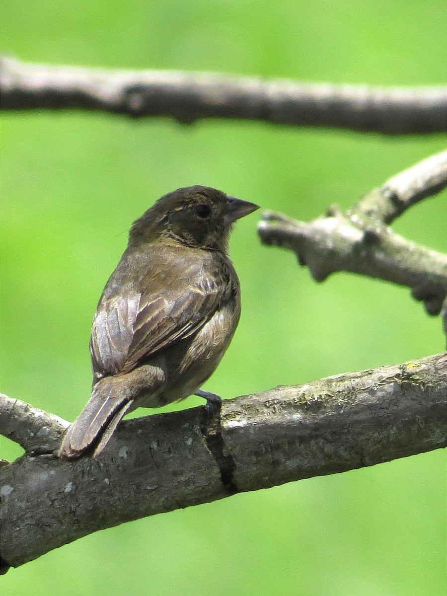 Blue-black Grassquit - ML620182894