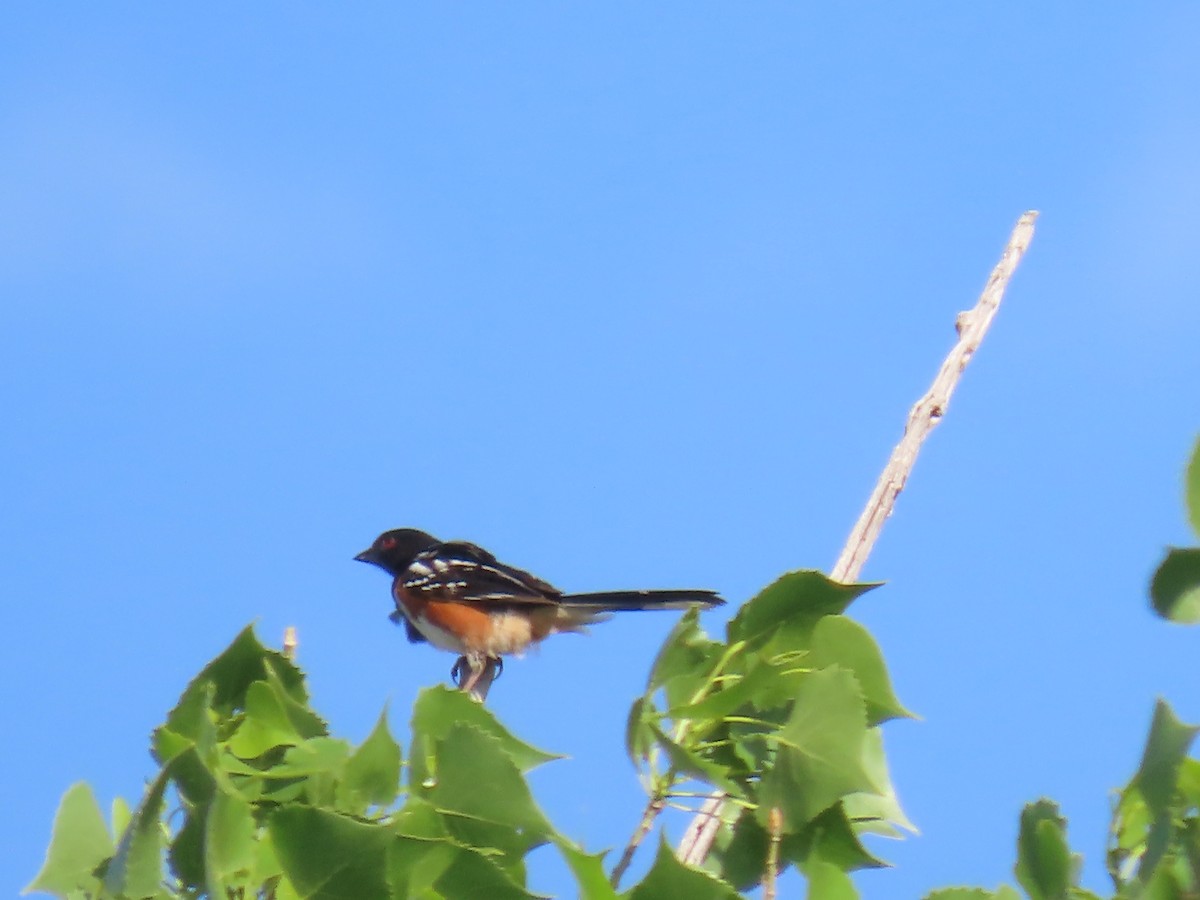 Spotted Towhee - ML620182895