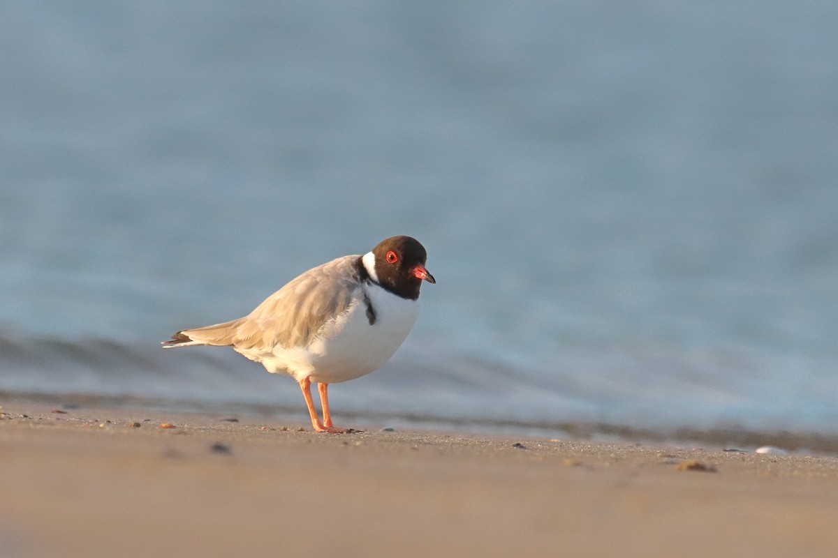 Hooded Plover - ML620182900