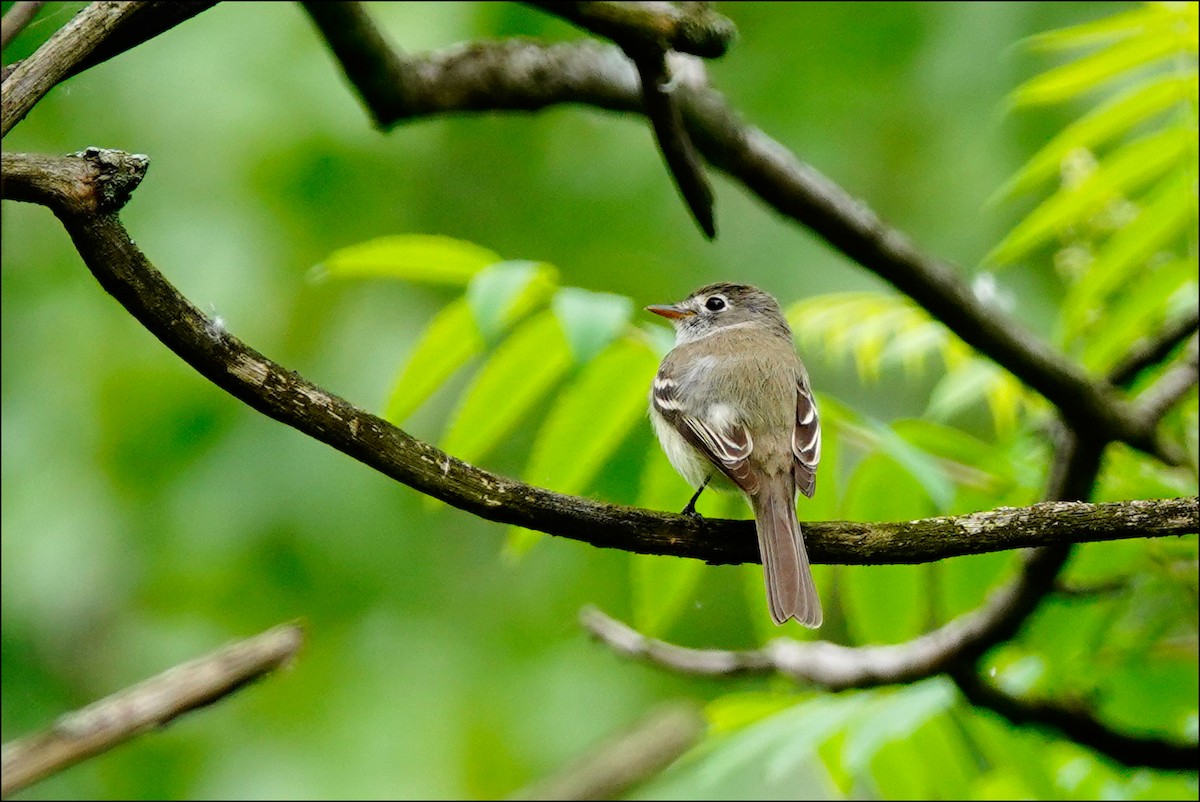 Least Flycatcher - ML620182903