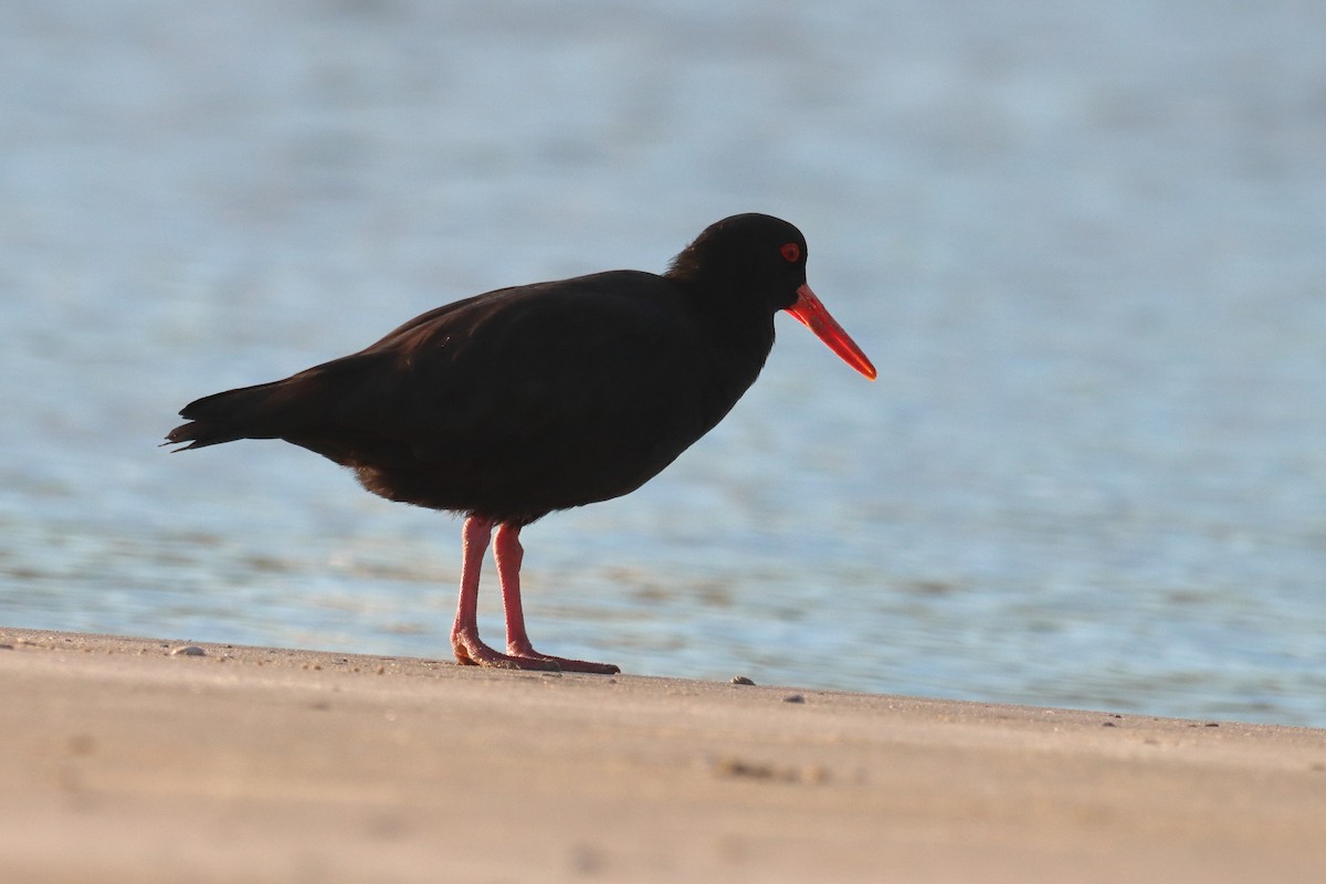 Sooty Oystercatcher - ML620182907