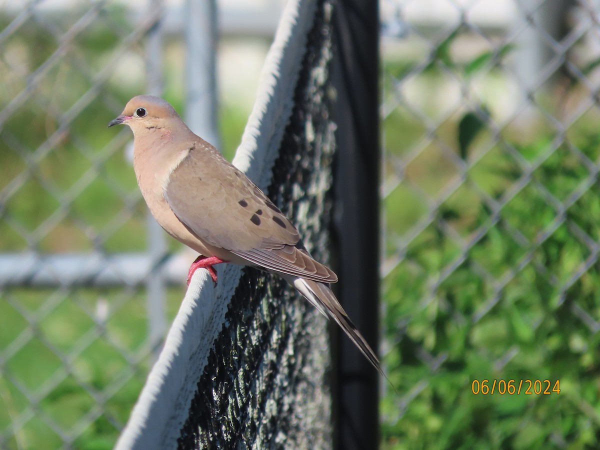 Mourning Dove - ML620182910