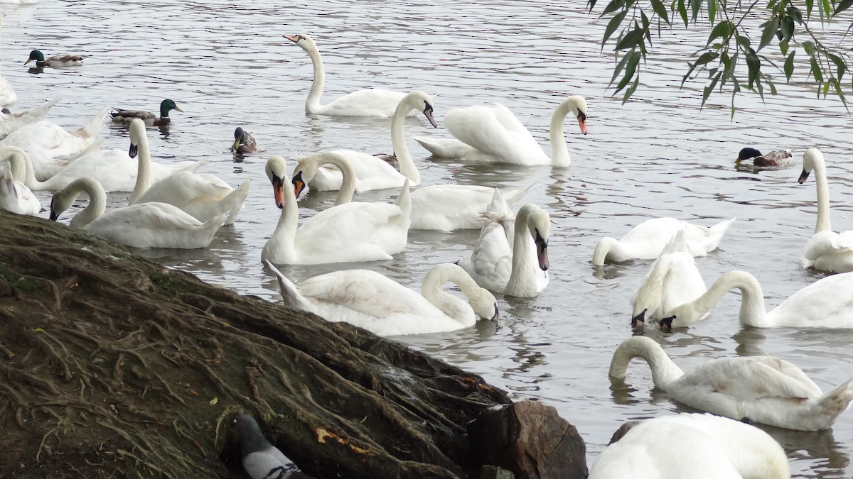 Mute Swan - ML620182919