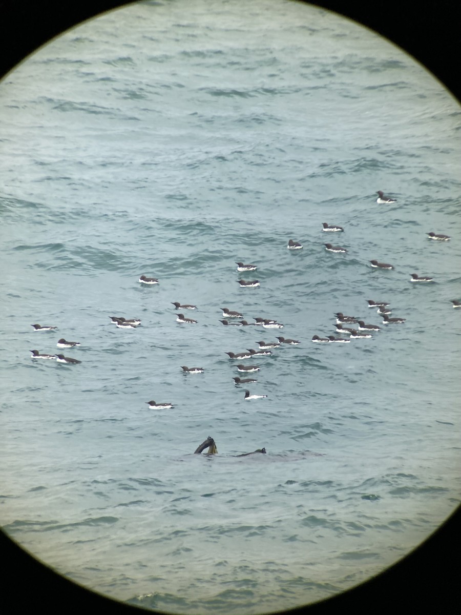 Common Murre - E.G. Horvath