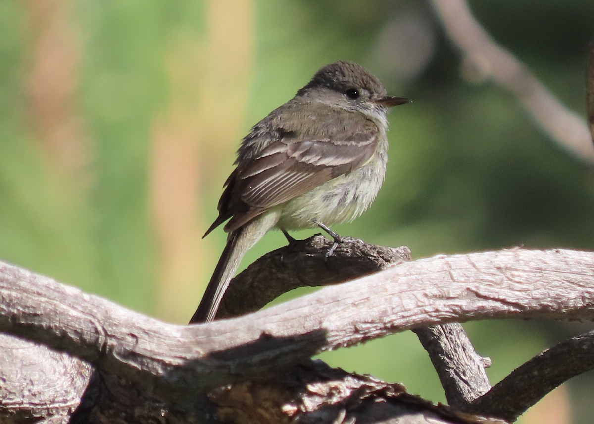 Dusky Flycatcher - ML620182922