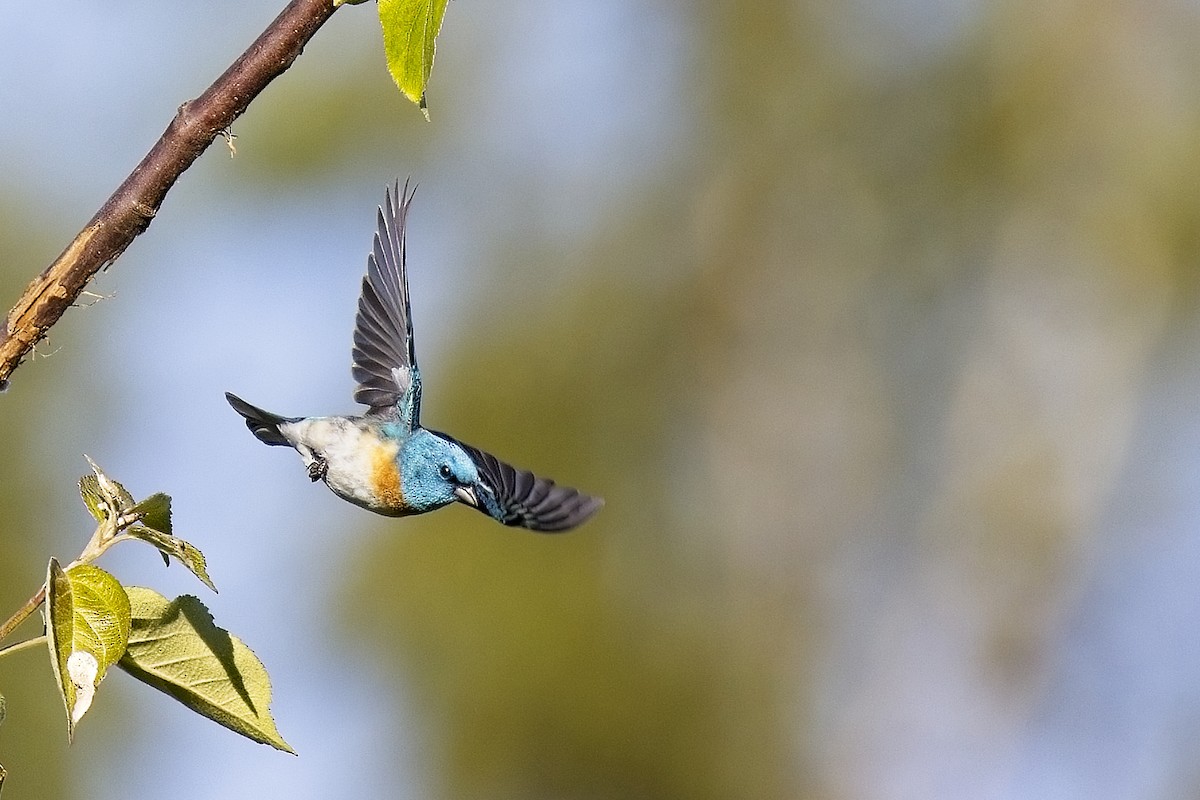 Lazuli Bunting - ML620182925