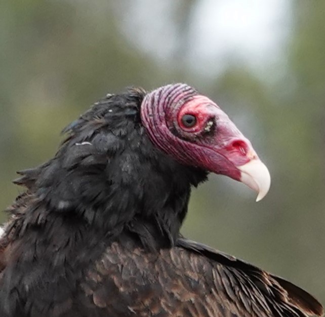 Turkey Vulture - ML620182926