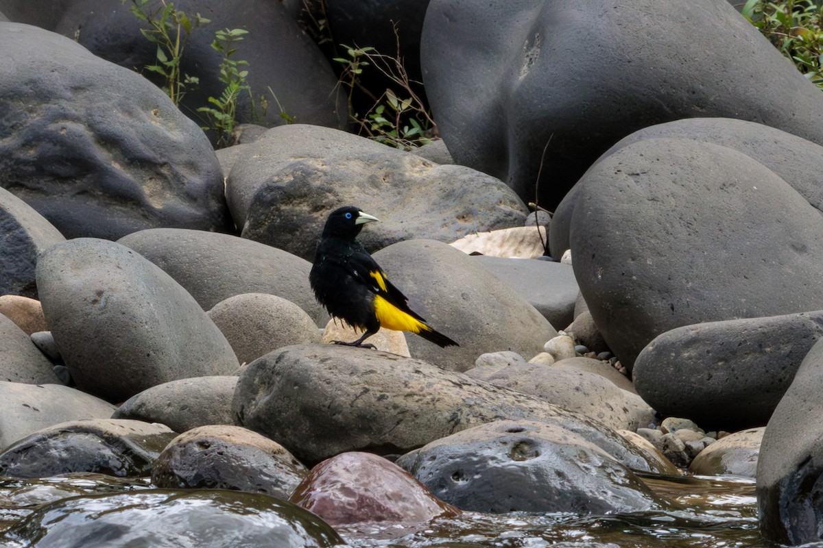 Yellow-rumped Cacique - ML620182930