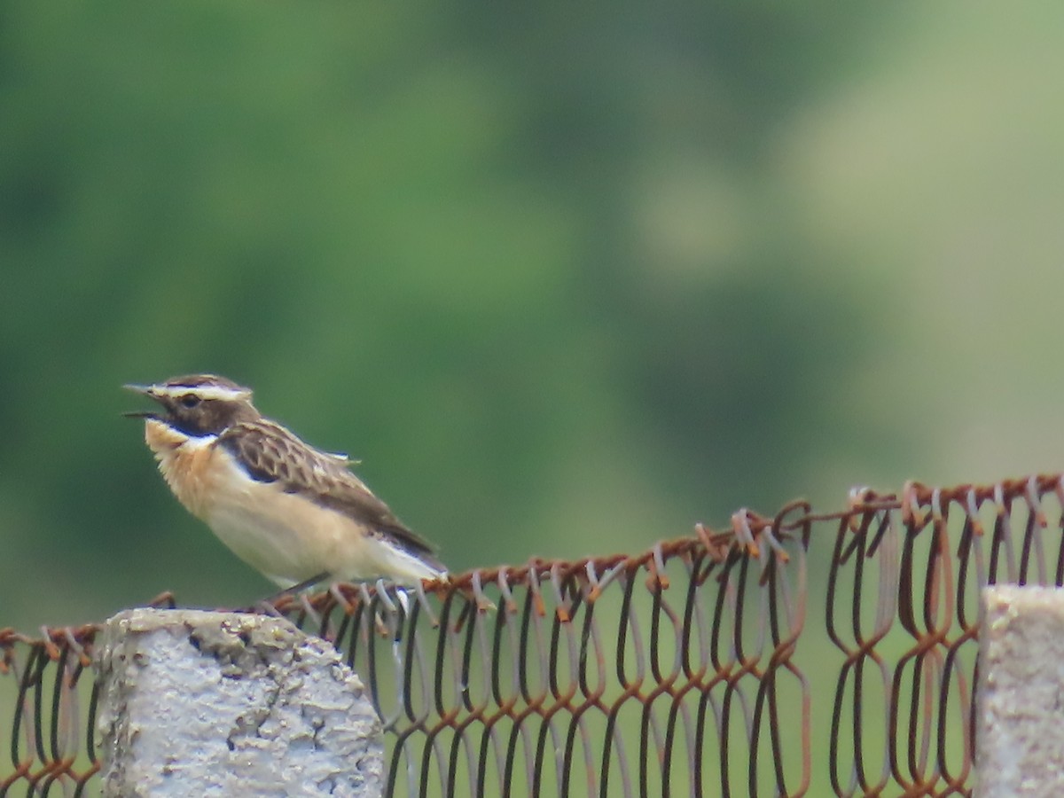 Braunkehlchen - ML620182931