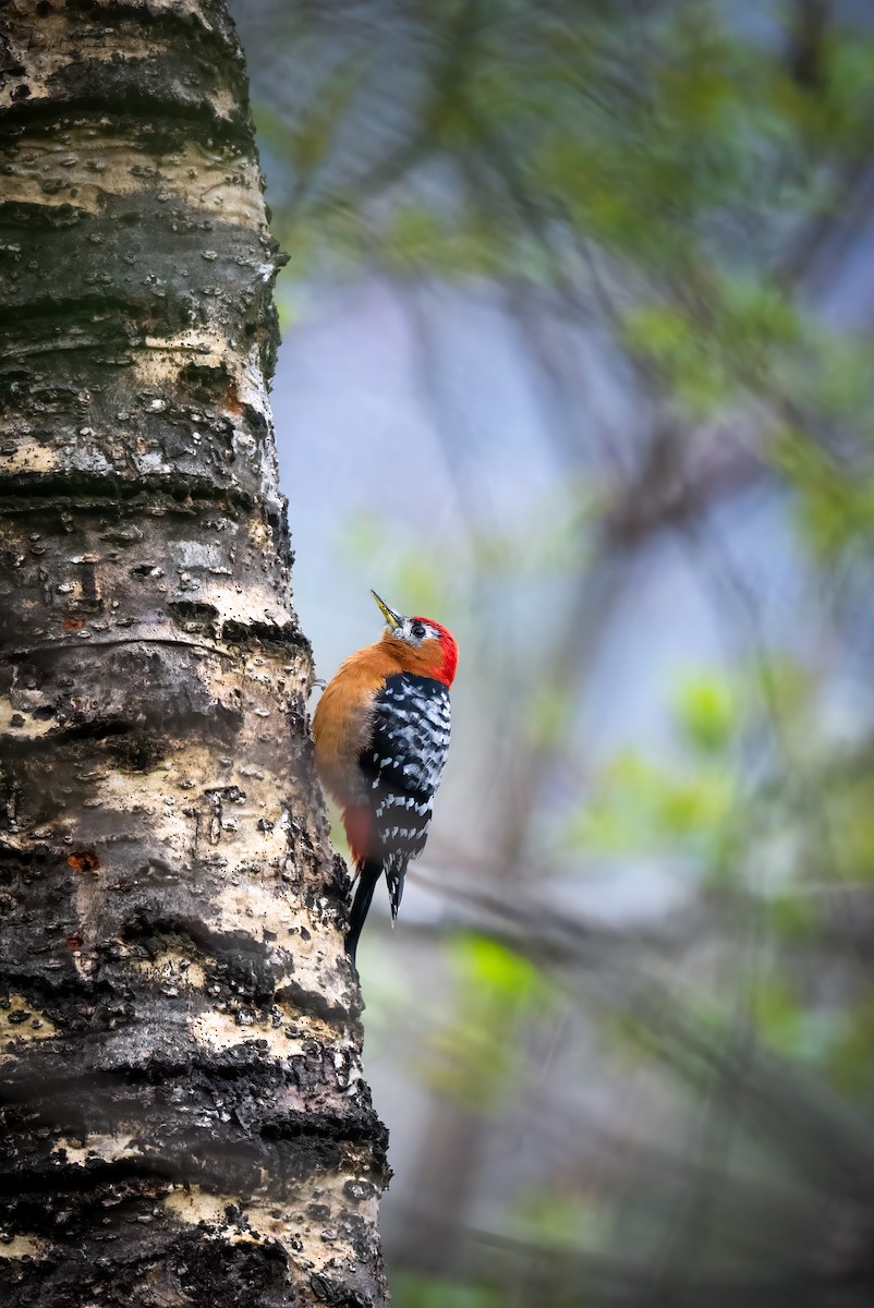 Rufous-bellied Woodpecker - ML620182932