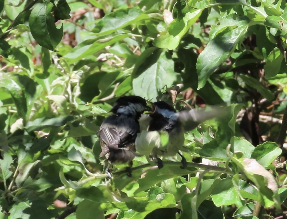 Black-capped Chickadee - ML620182934