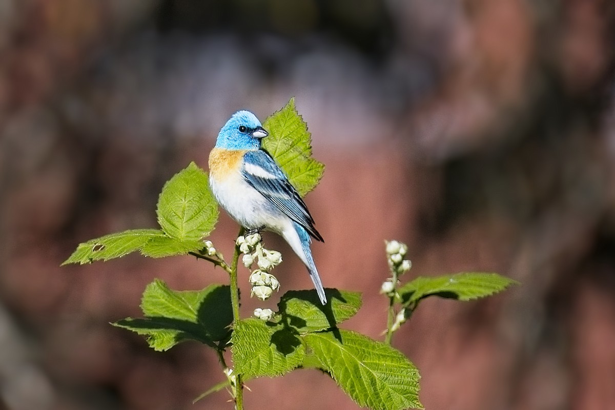 Lazuli Bunting - ML620182937