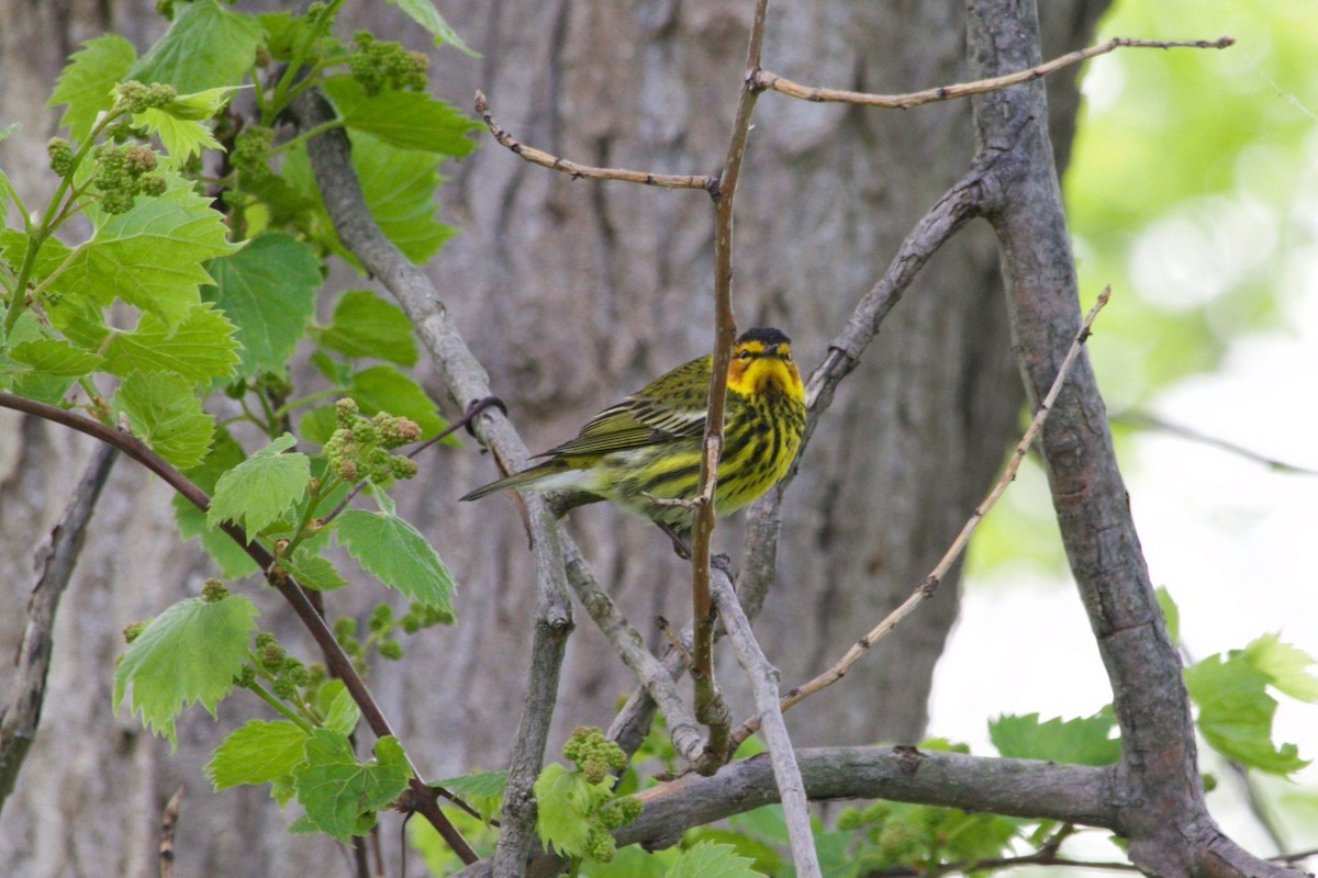 Cape May Warbler - ML620182938