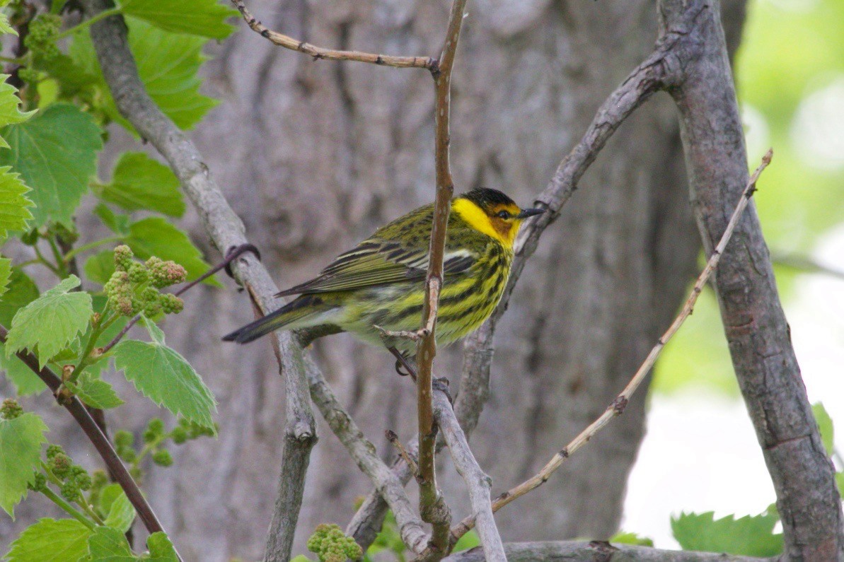 Cape May Warbler - ML620182939