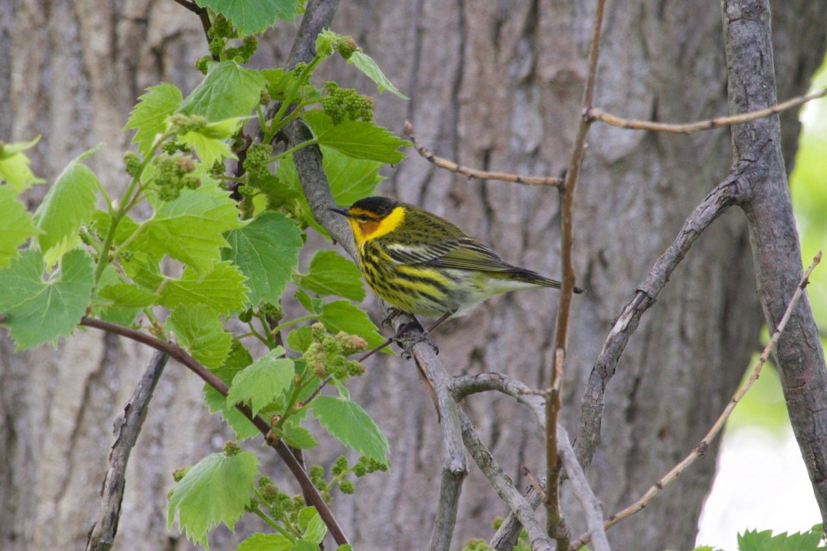 Cape May Warbler - ML620182940