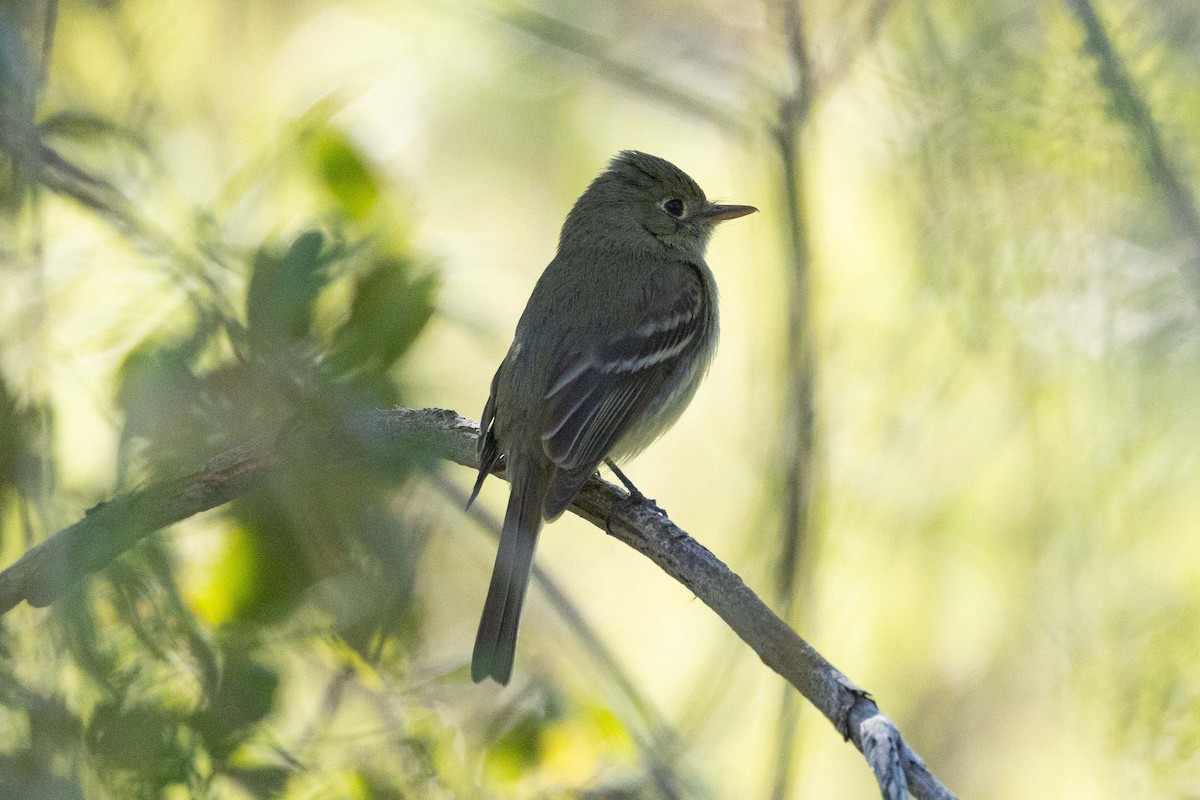 Western Flycatcher - ML620182941